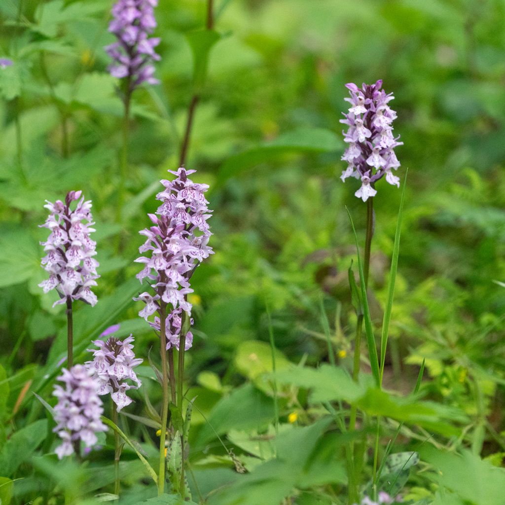 Dactylorhiza fuchsii - Orquídea