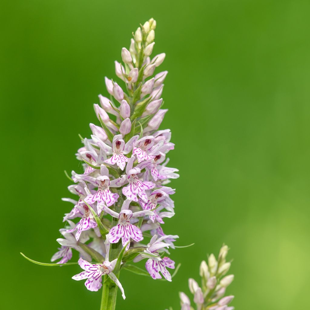 Dactylorhiza fuchsii - Orquídea