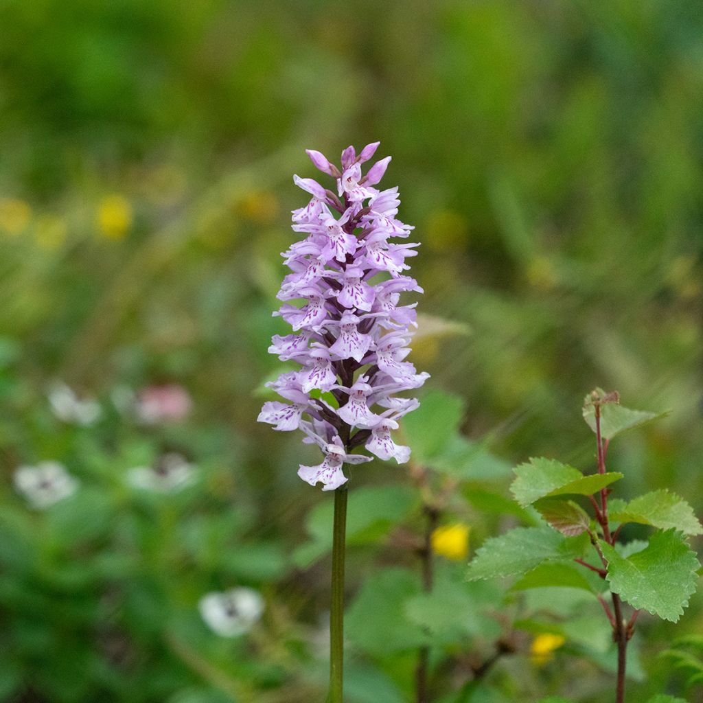 Dactylorhiza fuchsii - Orquídea