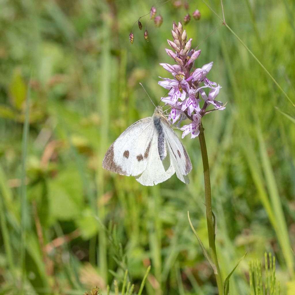 Dactylorhiza fuchsii - Orquídea