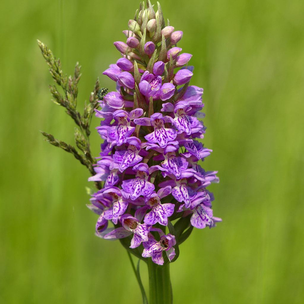 Dactylorhiza maculata - Satirión manchado