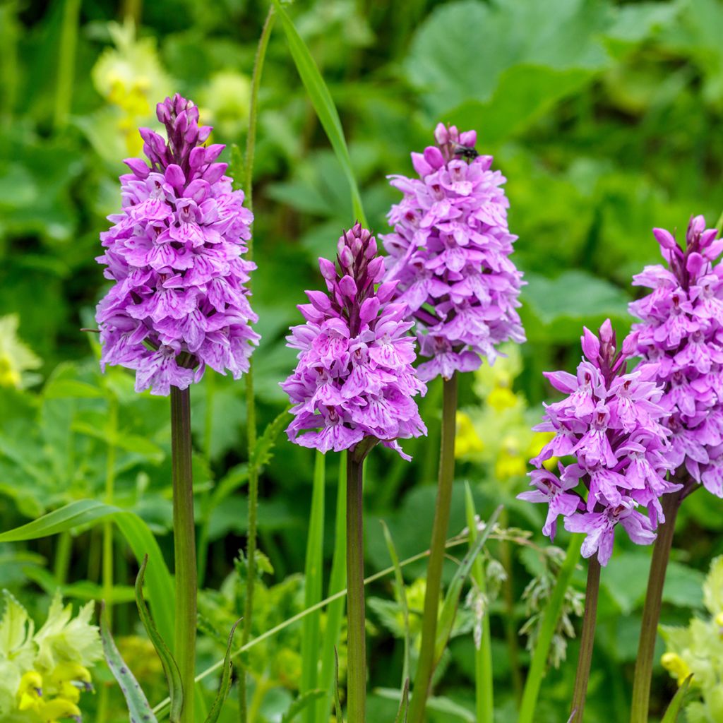 Dactylorhiza maculata - Satirión manchado