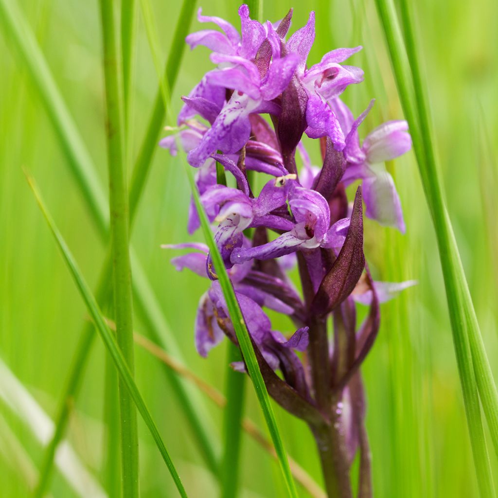 Dactylorhiza maculata - Satirión manchado