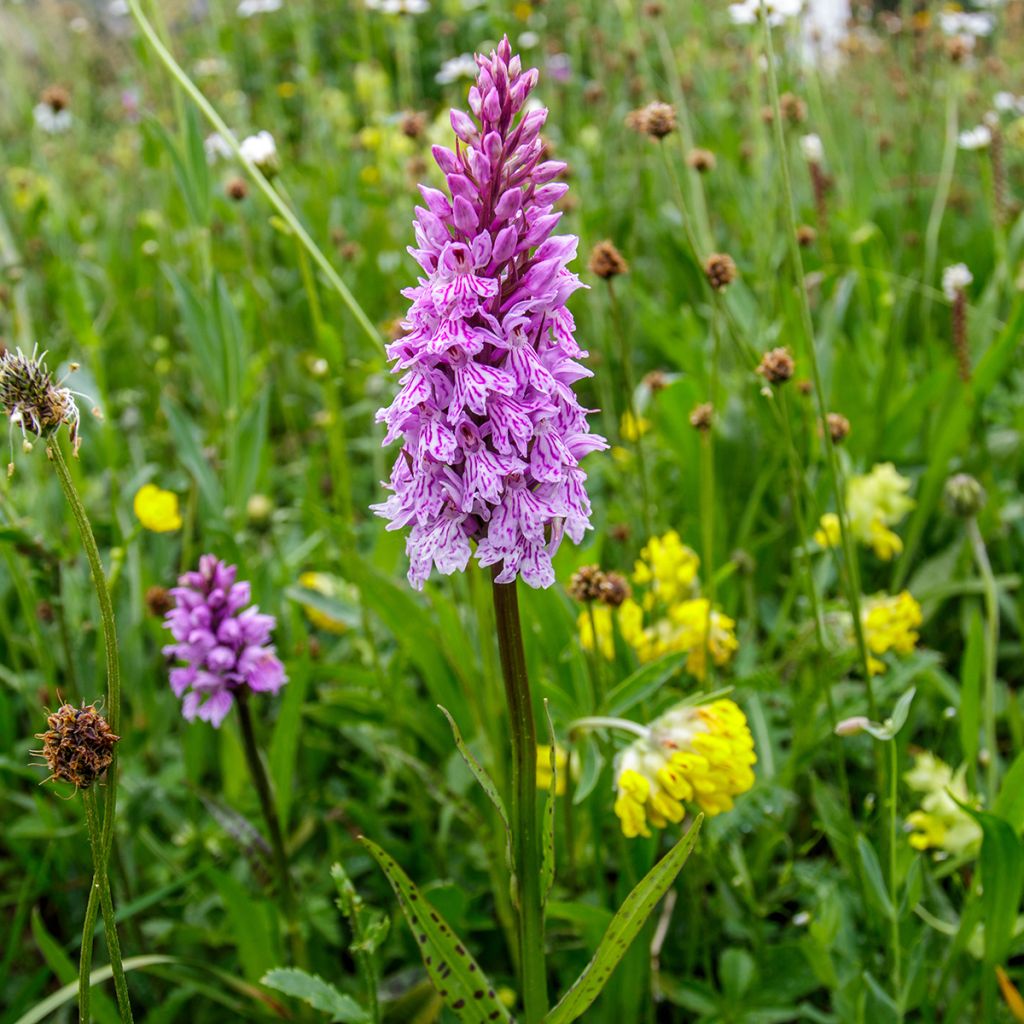 Dactylorhiza maculata - Satirión manchado