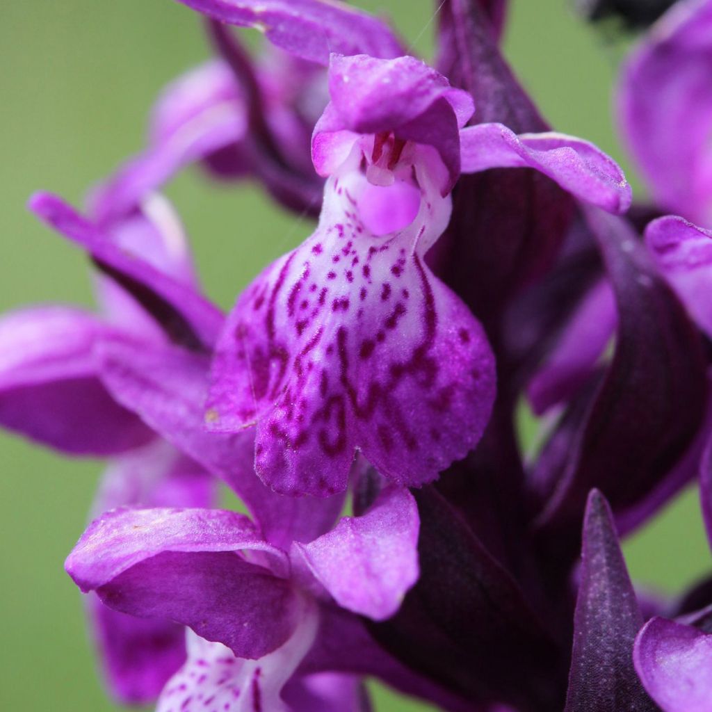 Dactylorhiza majalis, Orchis