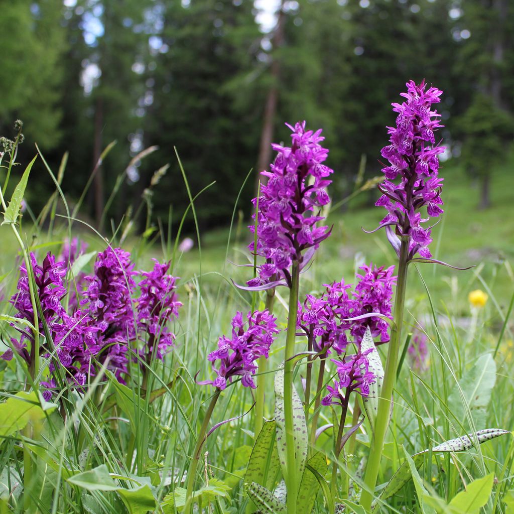 Dactylorhiza majalis - Orquídea