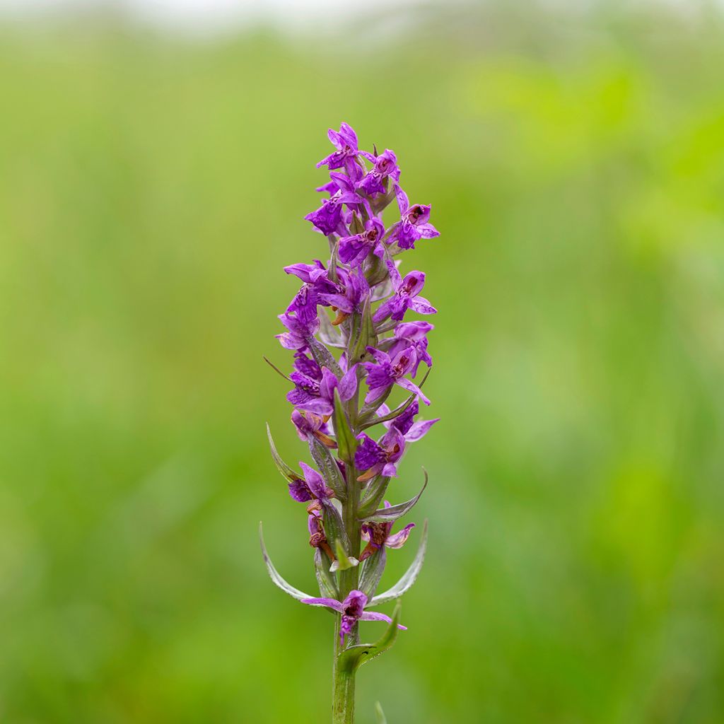 Dactylorhiza majalis - Orquídea