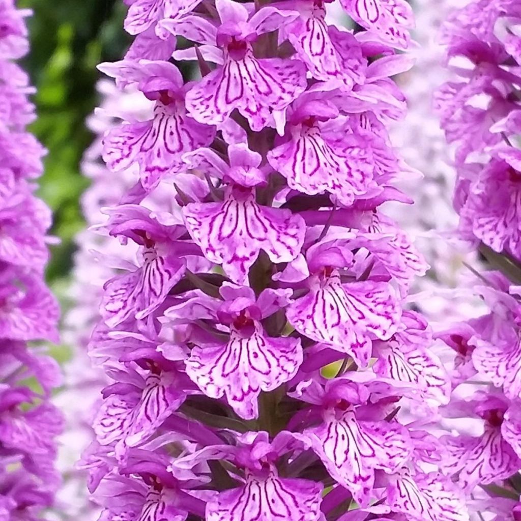 Dactylorhiza praetermissa - Orchis négligé