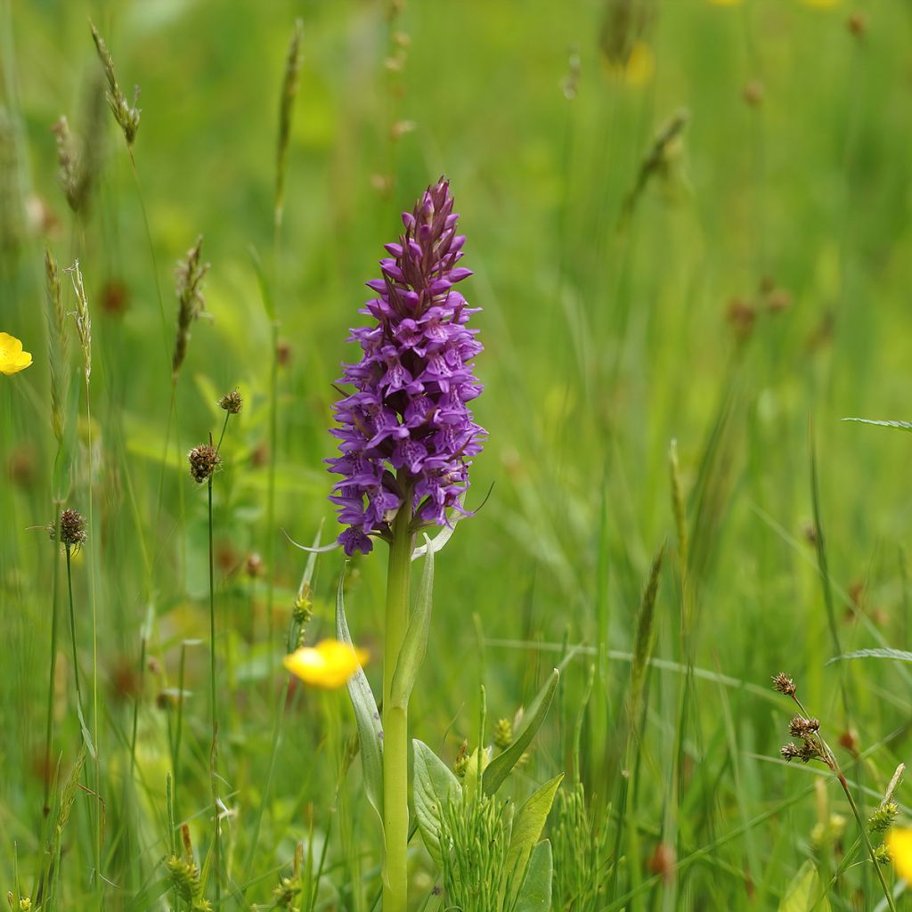 Dactylorhiza praetermissa - Orquídea