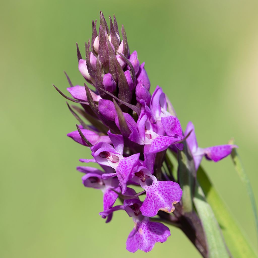 Dactylorhiza praetermissa - Orquídea