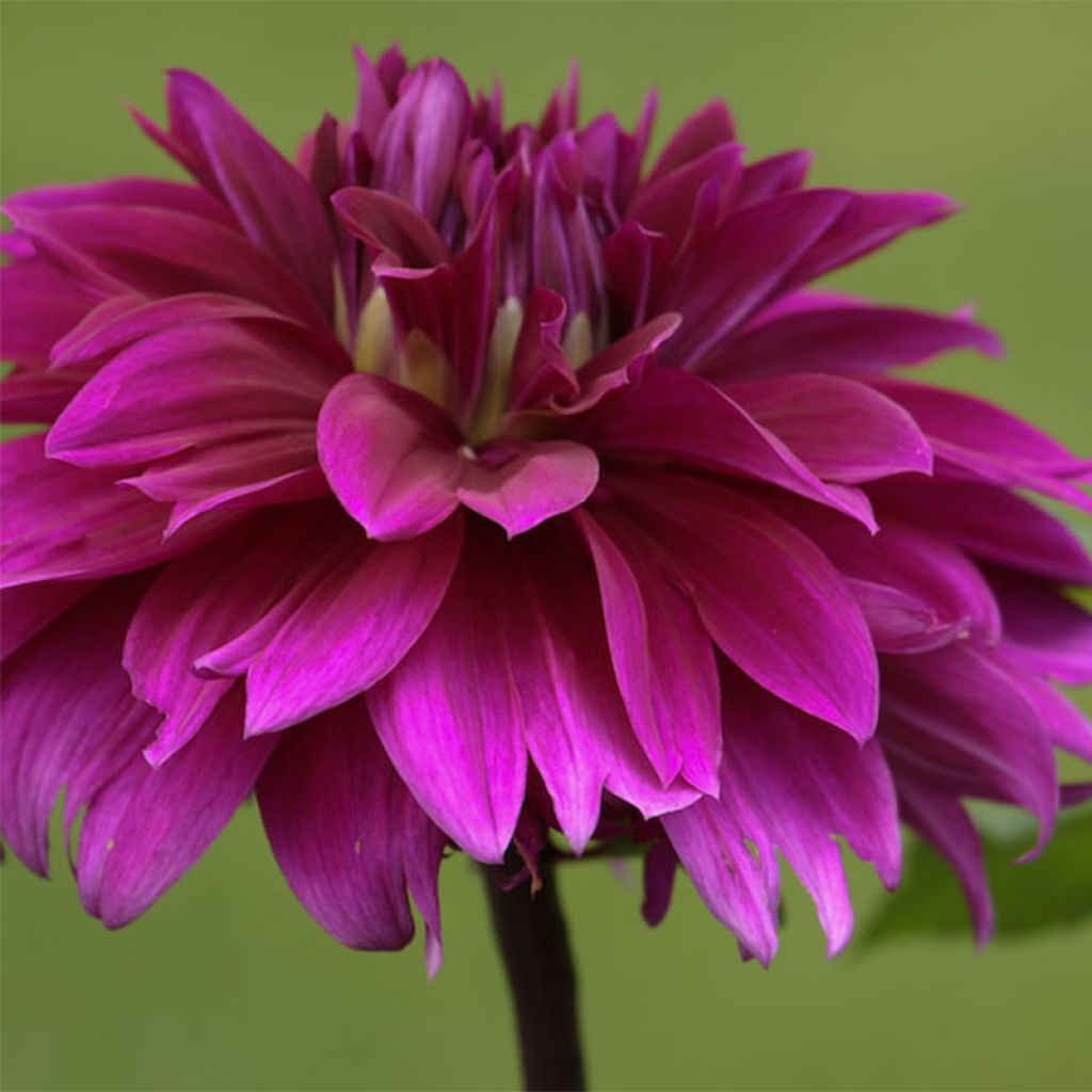 Dahlia Alva s Regalia