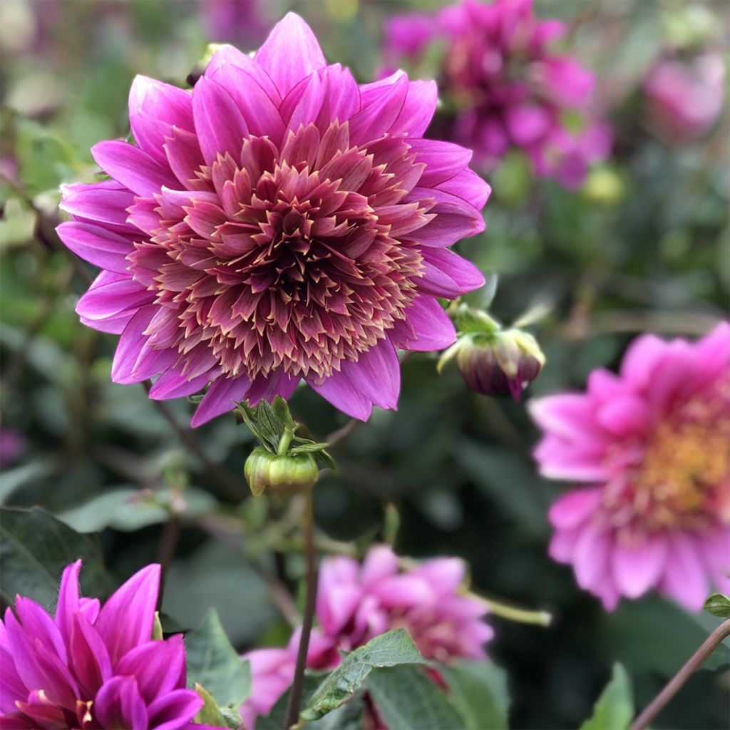 Dahlia Anémone Mambo