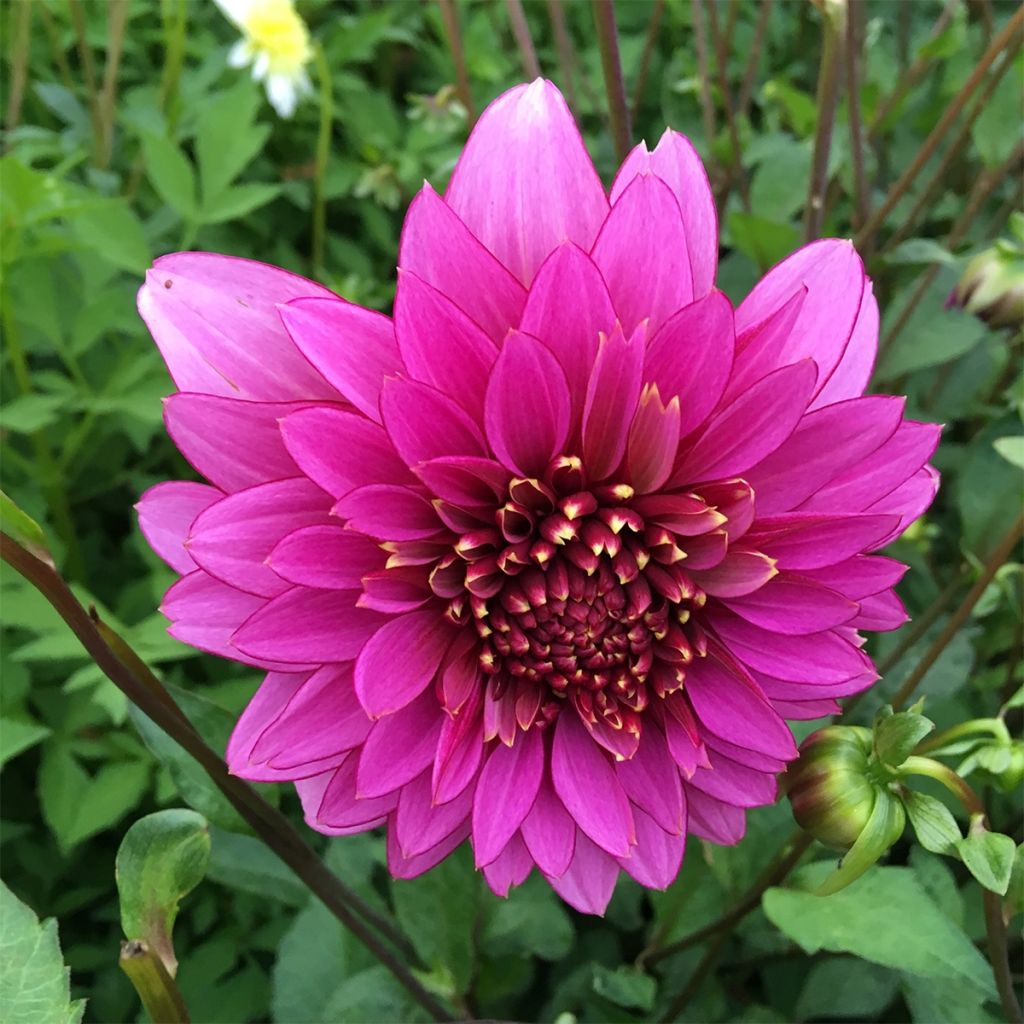 Dahlia Anémone Mambo