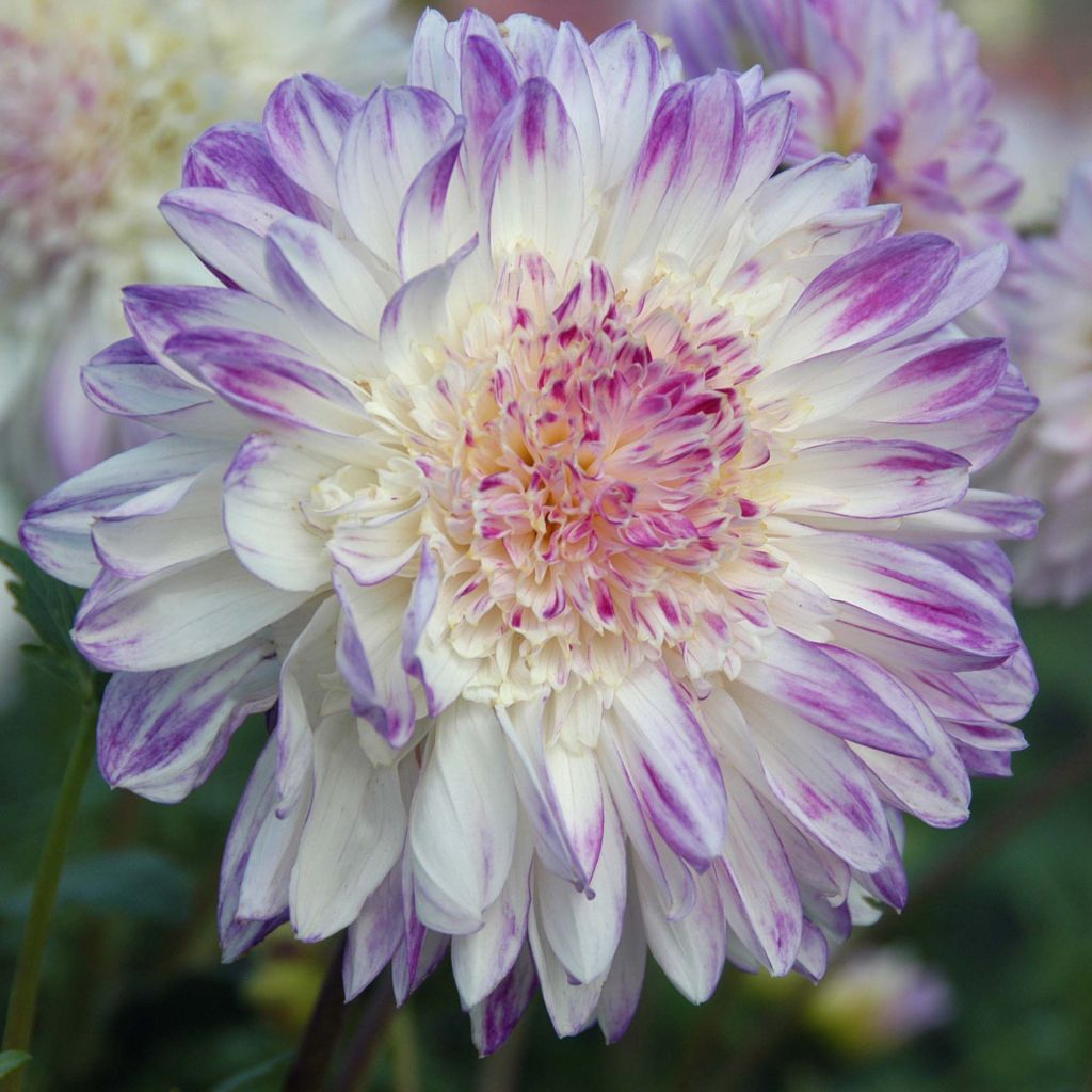 Dahlia Anemone Que Sera