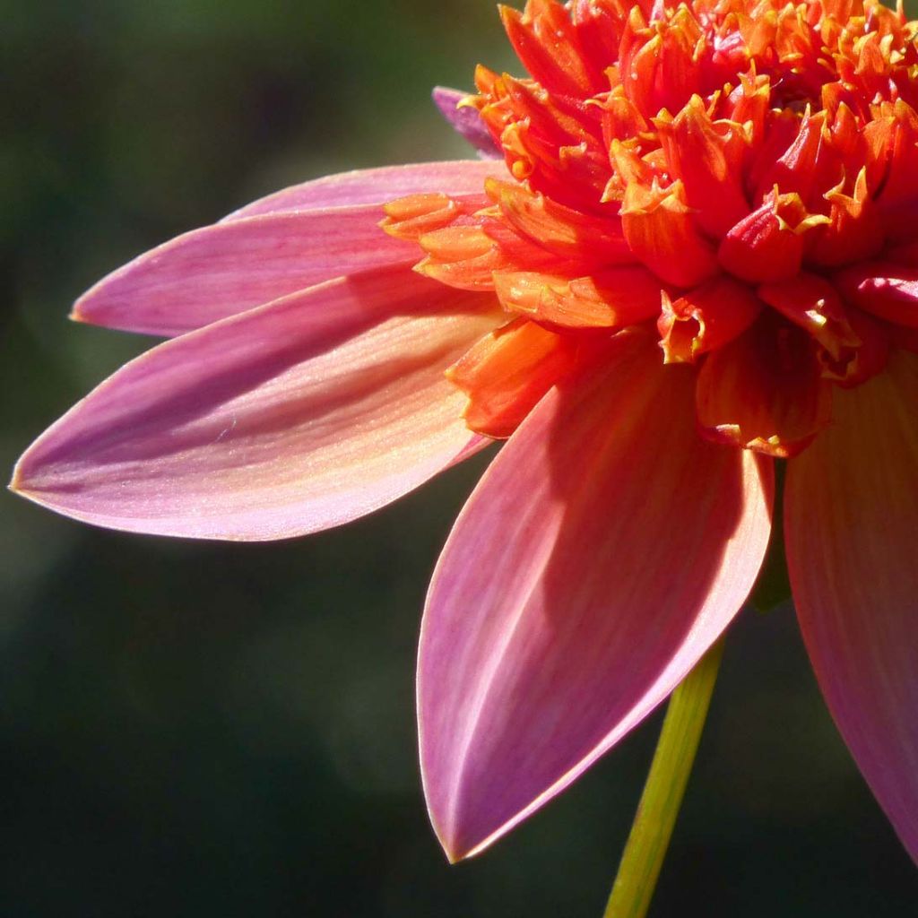 Dalia Flor de Anémona Totally Tangerine