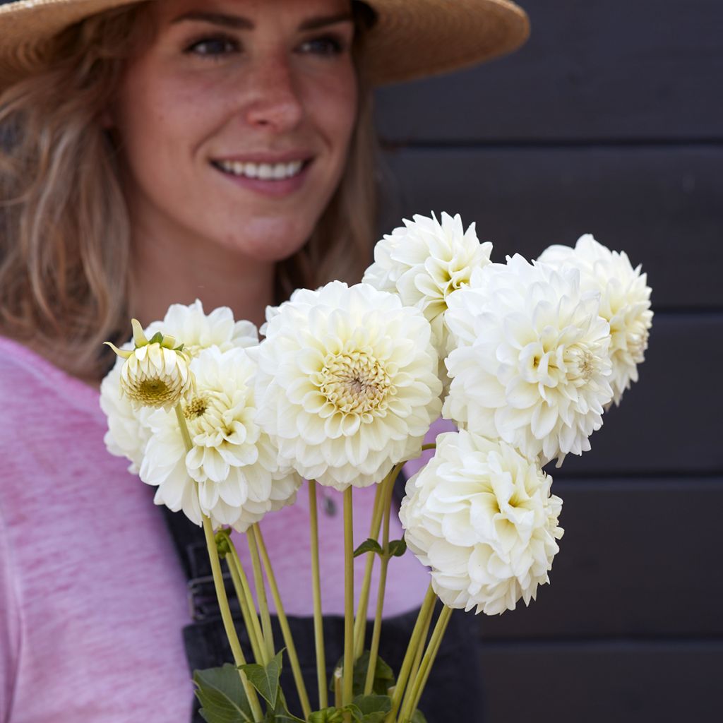 Dalia decorativa Bahia Blanca