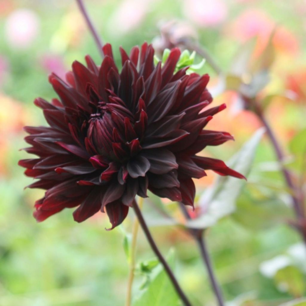 Dahlia Cactus Black Jack