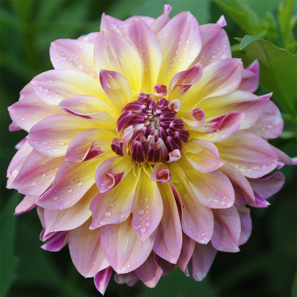 Dahlia Carribean Fantasy