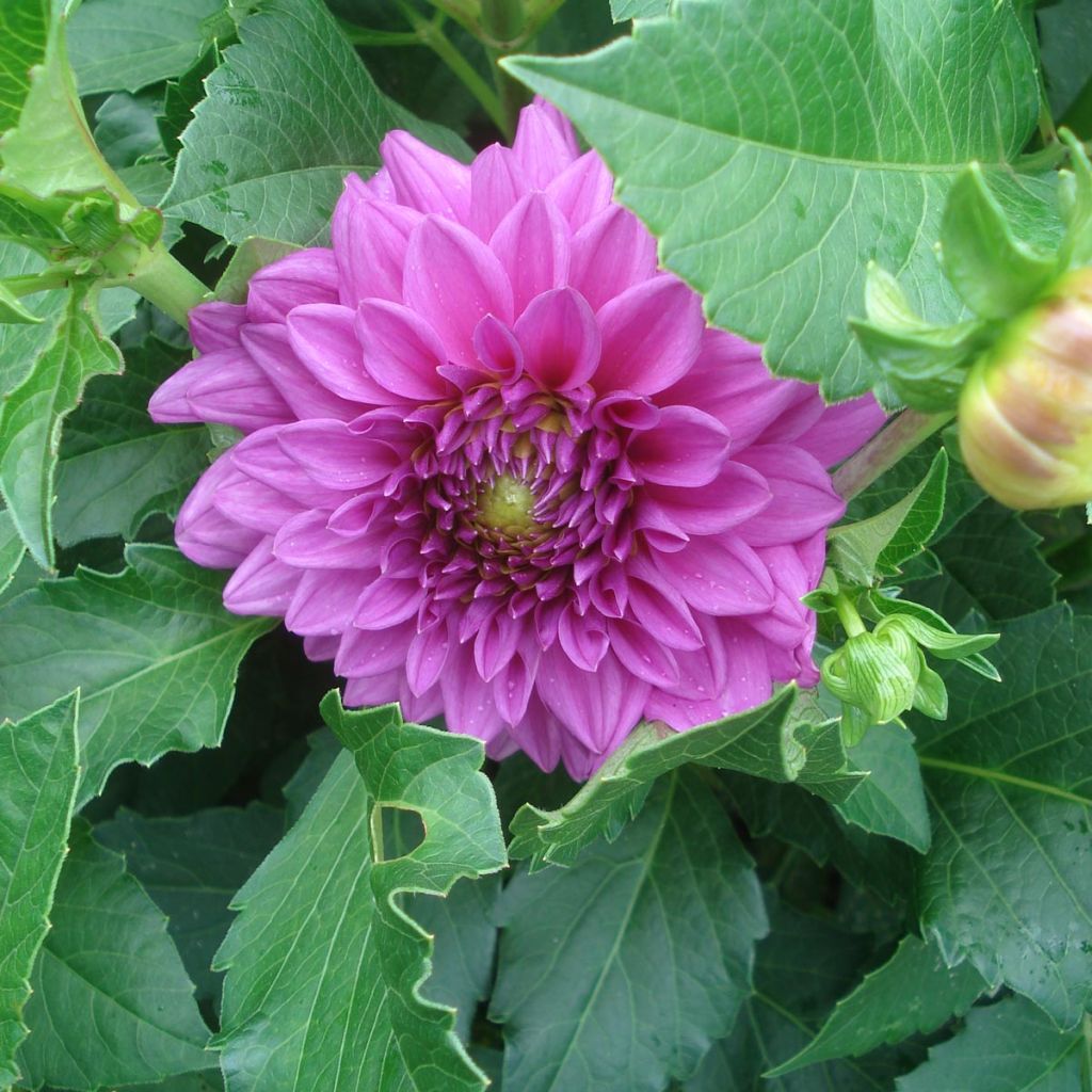 Dahlia Claudette - Dahlia Groupe Cactus nain