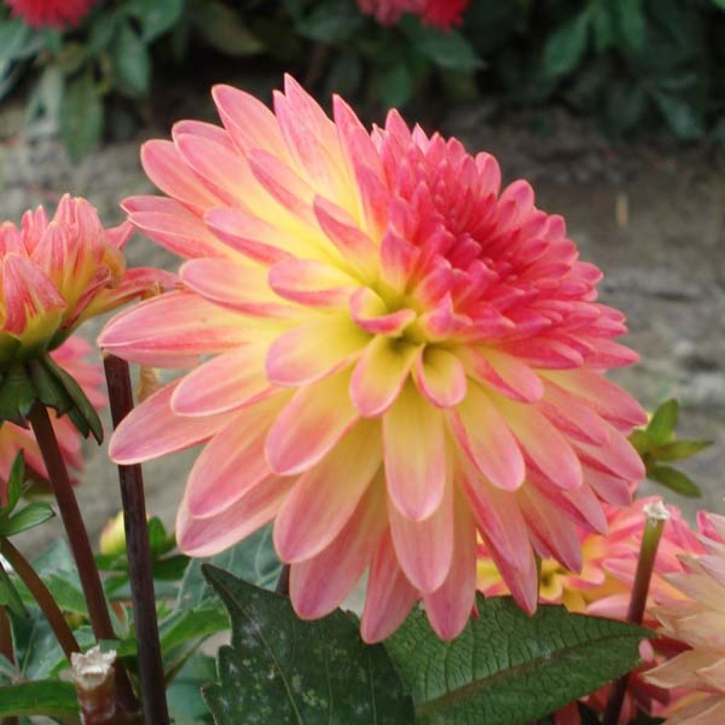 Dahlia Delighing Glow