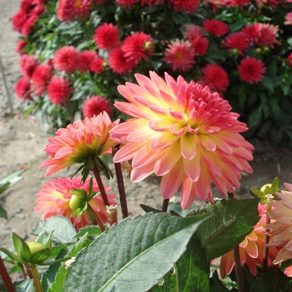 Dahlia Delighing Glow