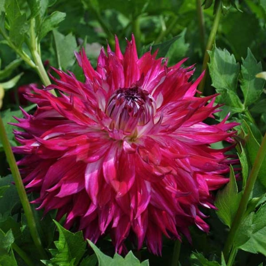 Dahlia géant Fantaste du Cap