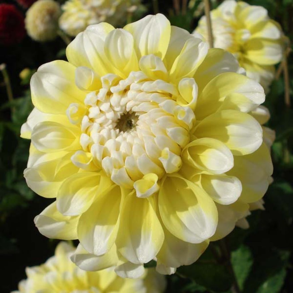 Dahlia Grammas Lemon Pie