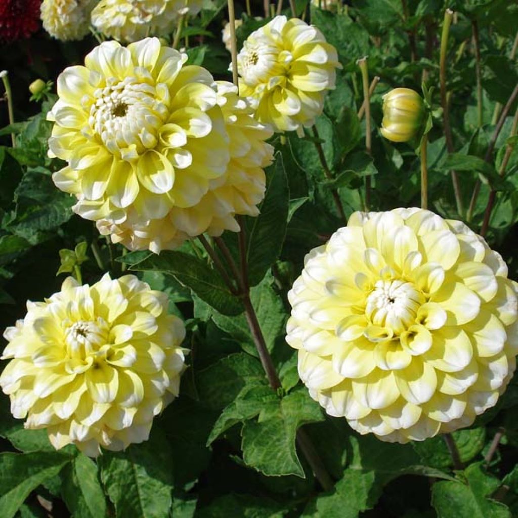 Dahlia Grammas Lemon Pie