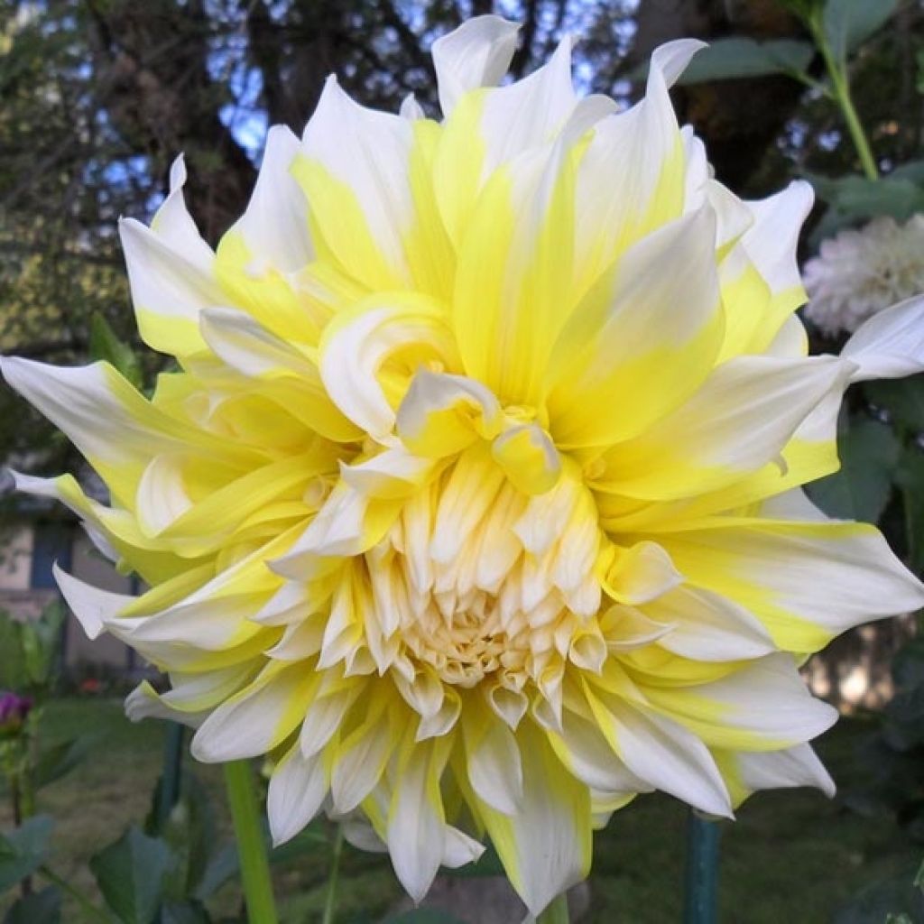 Dahlia géant Grand Prix