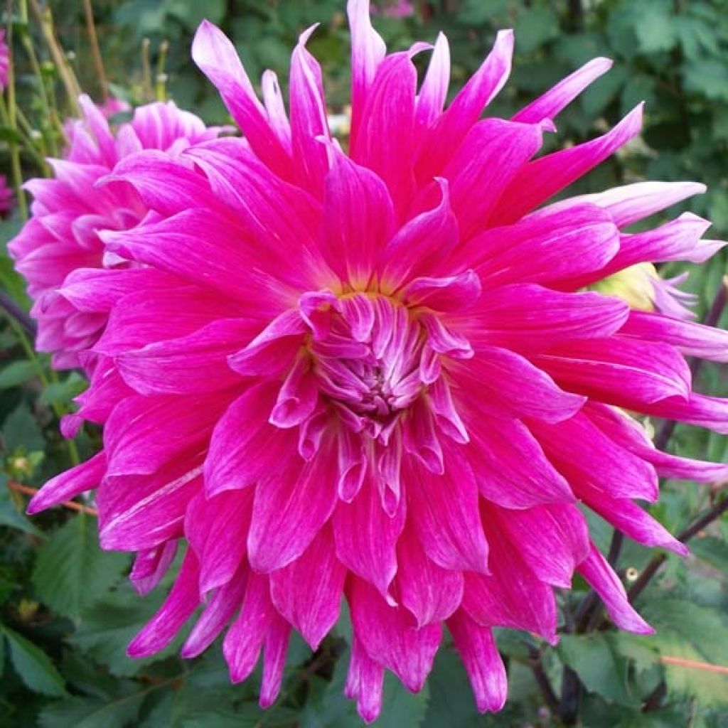 Dahlia géant Grande Finale