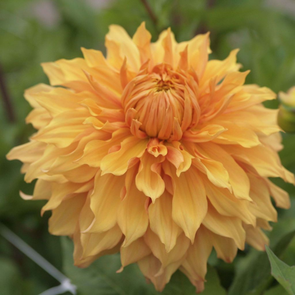 Dahlia Hamari Gold