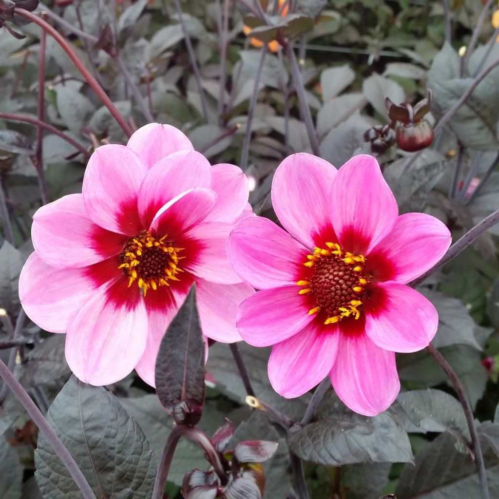 Dahlia Happy Single Wink - Dahlia nain à fleurs simples rose.