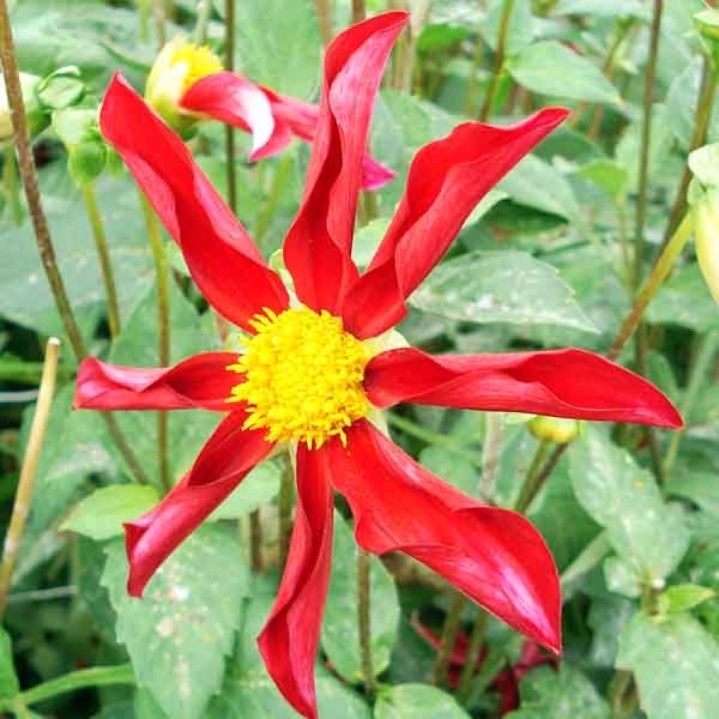 Dahlia Honka Red