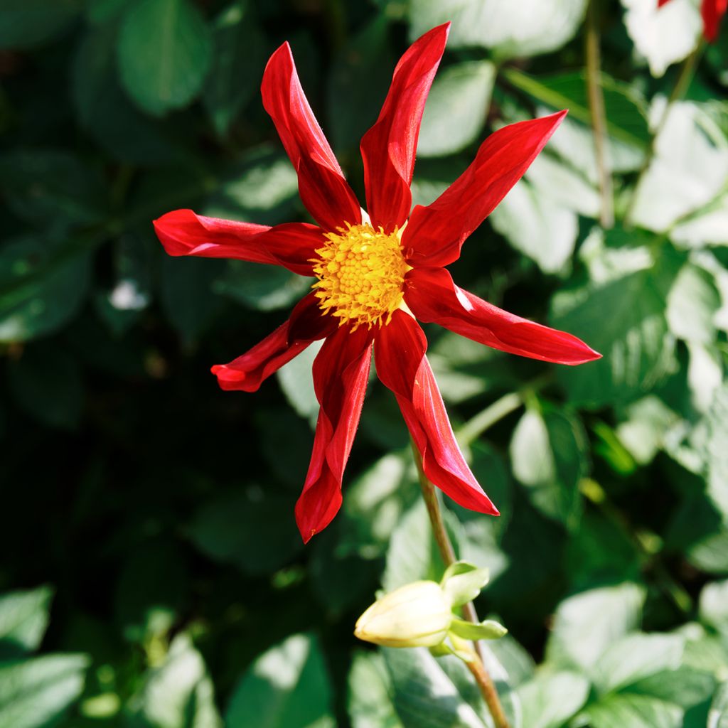 Dalia Honka Red