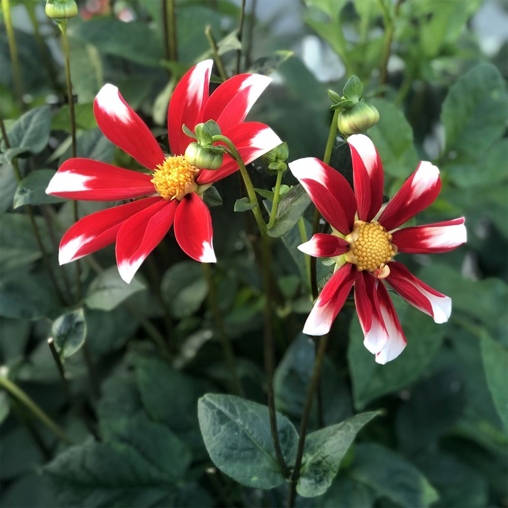 Dahlia Honka Windmill