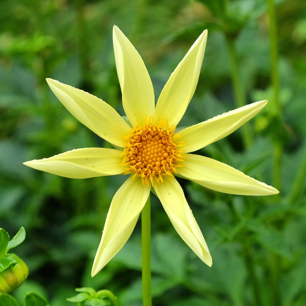 Dalia Honka Yellow