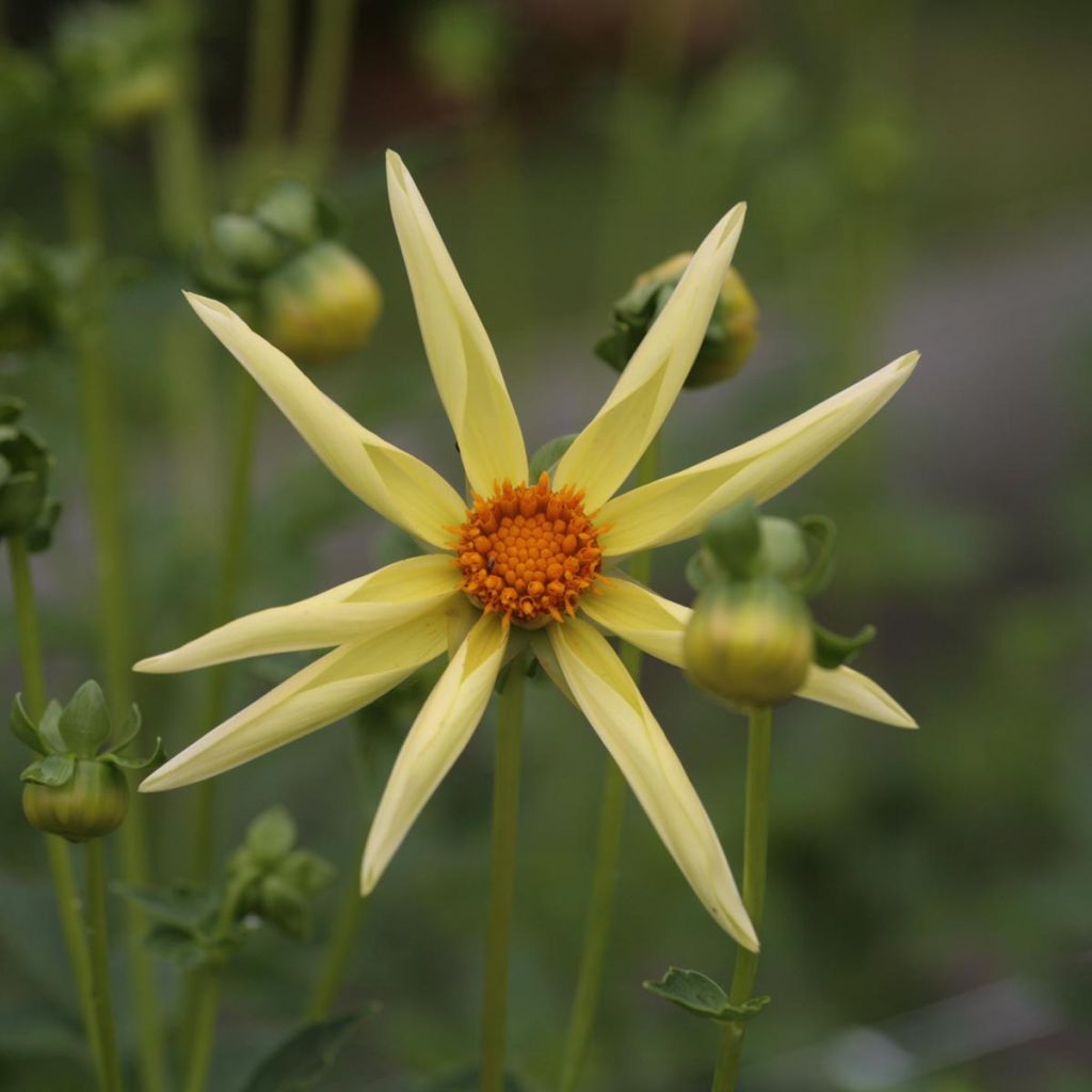 Dalia Honka Yellow