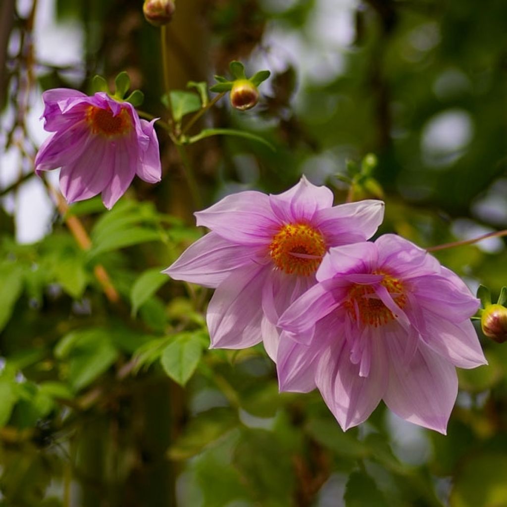 Dahlia géant Impérialis