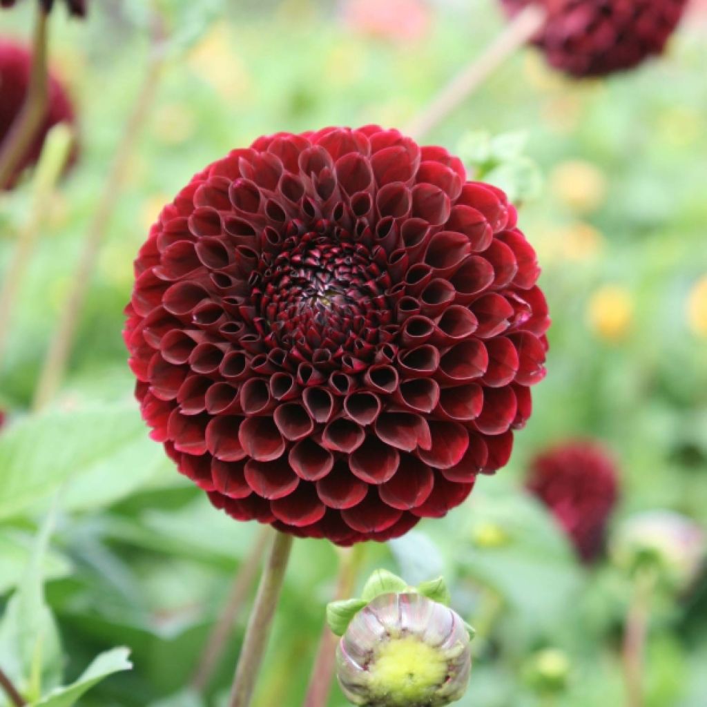 Dahlia mini balles Jowey Mirella