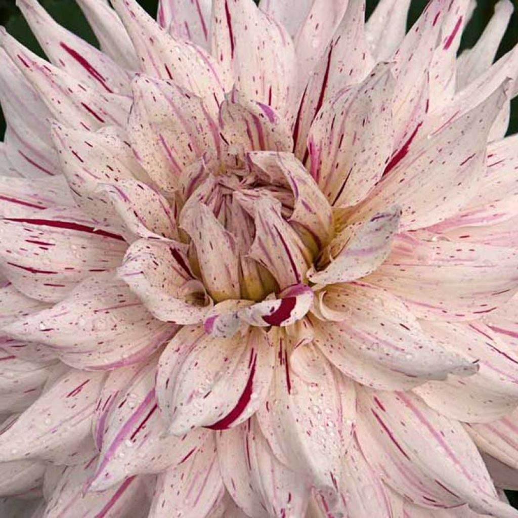 Dahlia Mick s peppermint