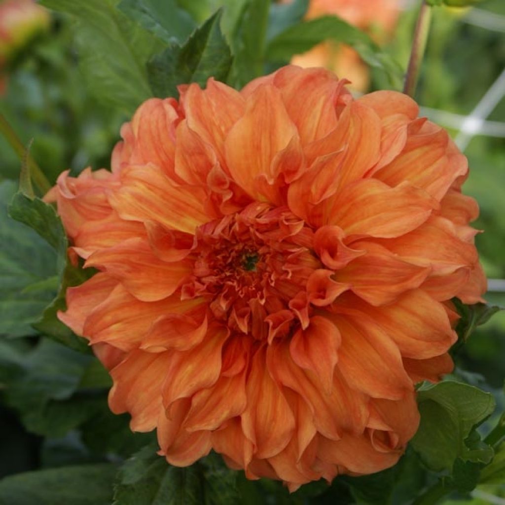 Dahlia géant Moonlight Sonata