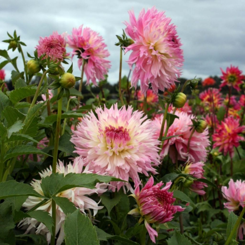 Dalia cactus Nadia Ruth