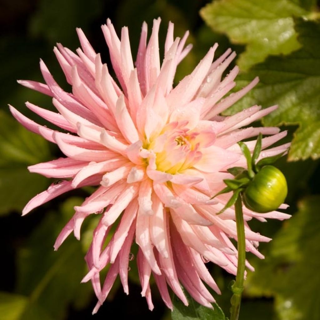 Dahlia Cactus Park Princess