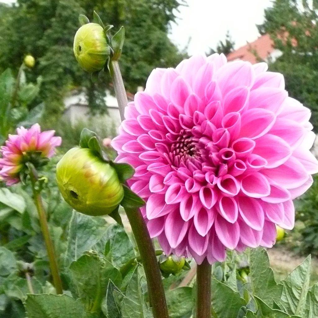 Dahlia Pink Sylvia