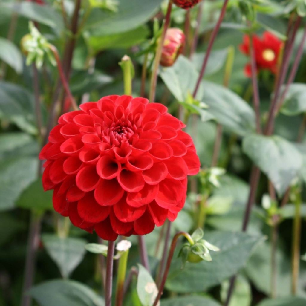 Dahlia Pompon Red Fox