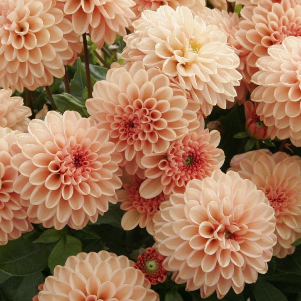 Dahlia Salmon Jewel