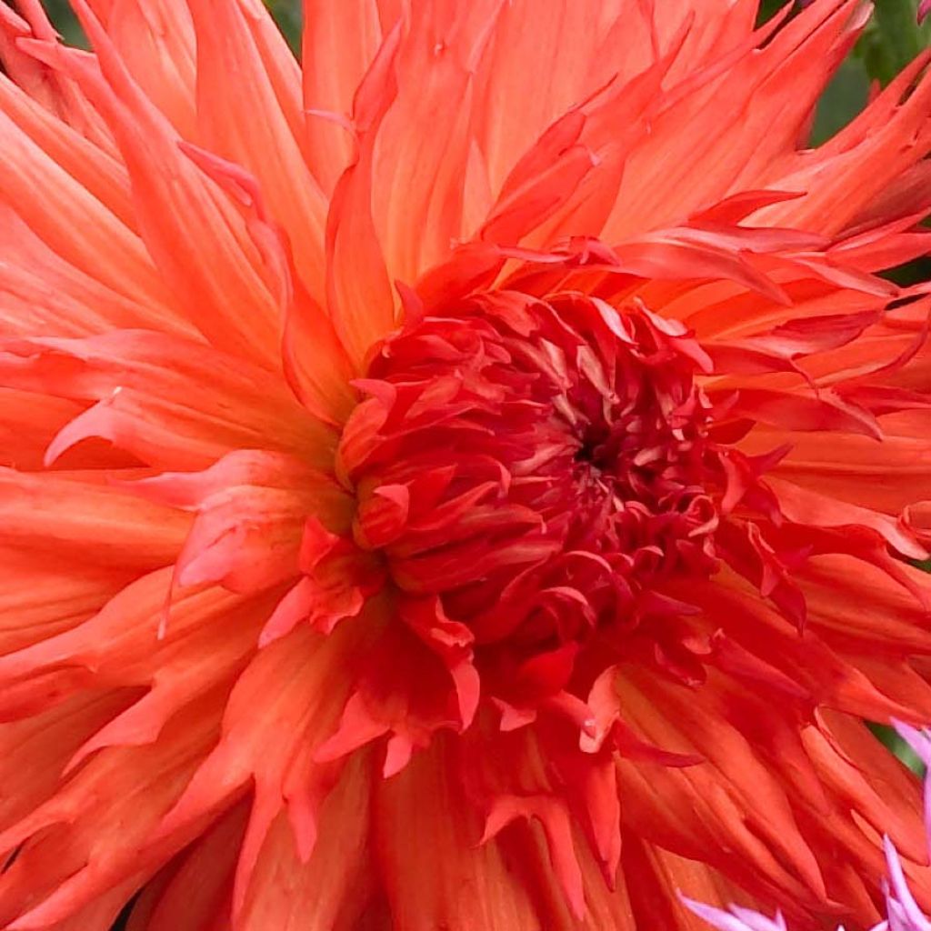 Dahlia Semi-Cactus Mel's Orange Marmalade