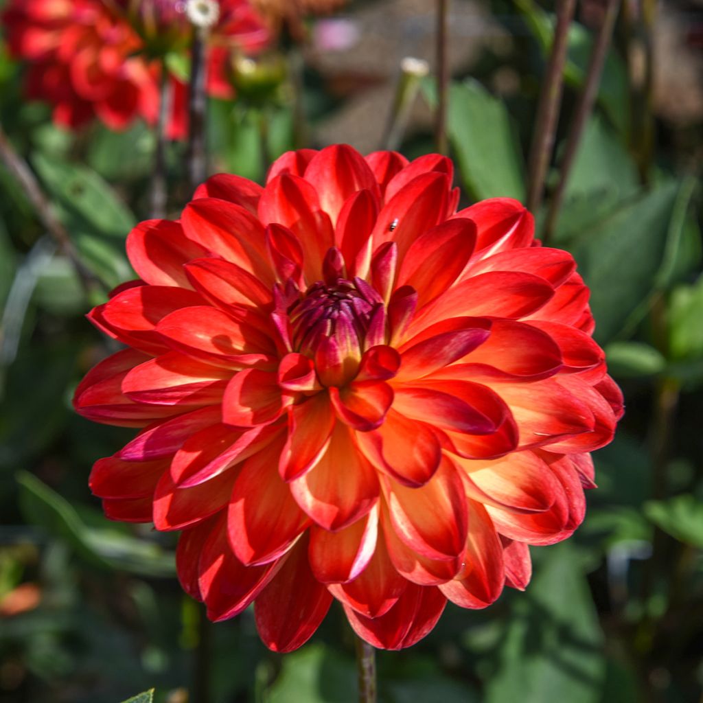 Dalia decorativa Simone