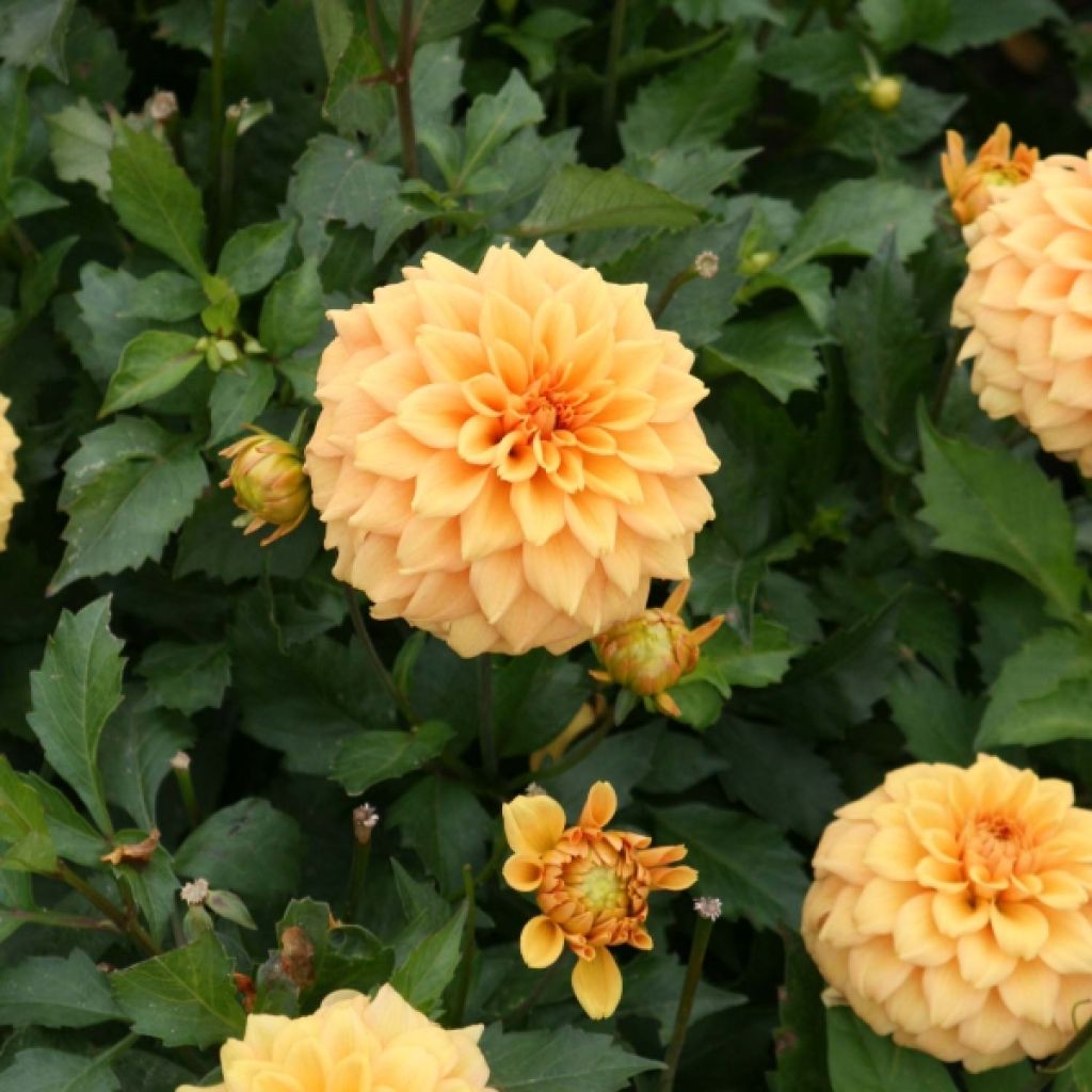 Dahlia Gallery Vermeer