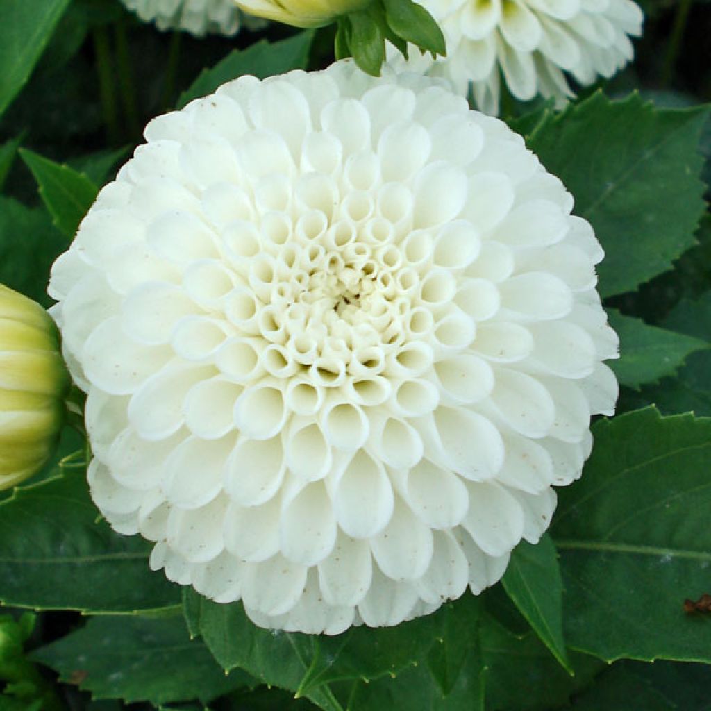 Dahlia Snow Cap